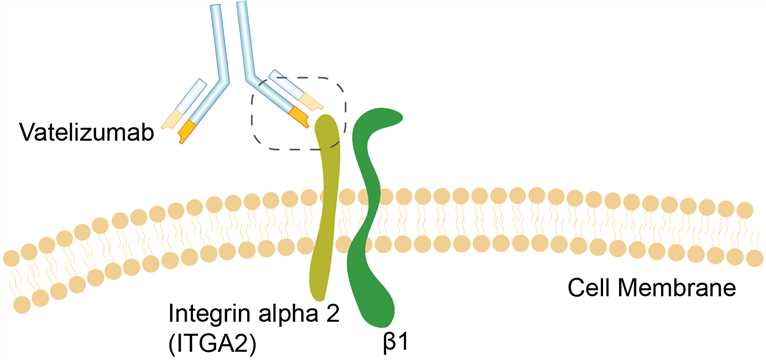 Vatelizumab Overview